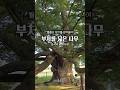 불상이 만들어진 느티나무