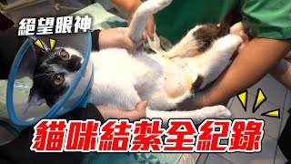 貓咪結紮全紀錄結紮後對動物醫院有陰影【維特】這隻貓有病