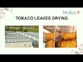 Dryfree Tobacco leaf Mp3