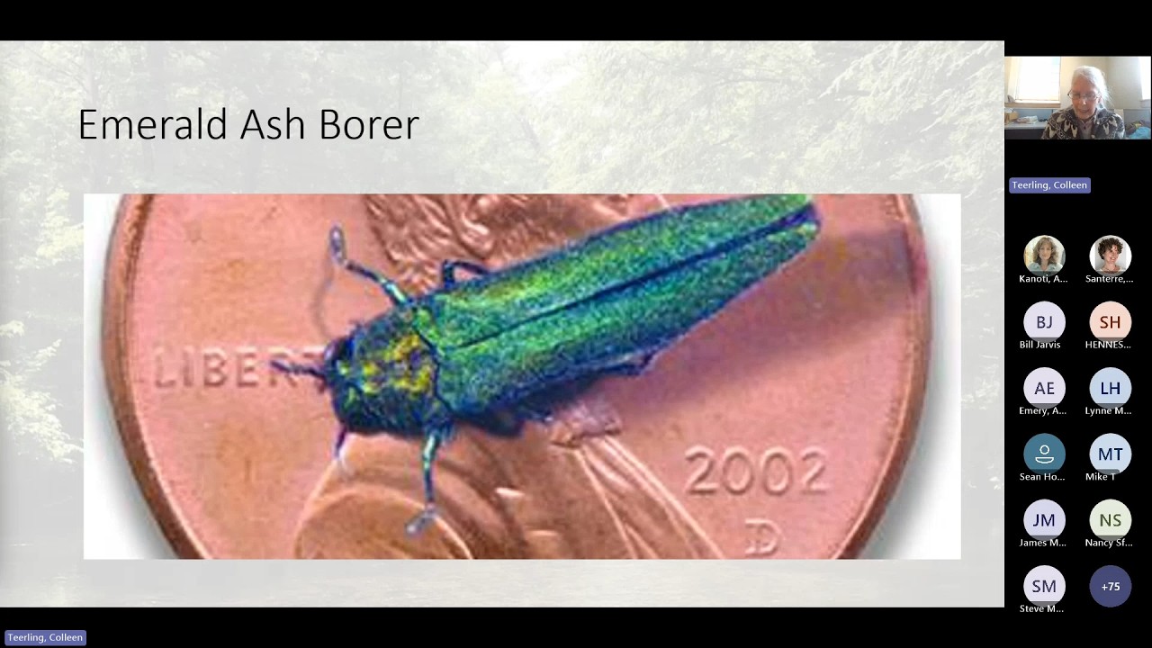 Emerald Ash Borer and Other Tree Health Concerns DACF Update for Cities and Towns February 9, 2026