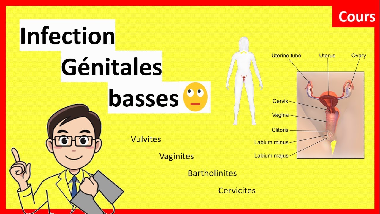 Les infections génitales basses 👩 ⁉🤔  - Cours - Gynéco_Obstétrique