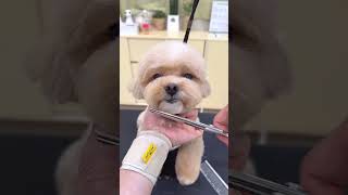 CAVAPOO PUPPY LOVE GETTING GROOM AGAIN AND AGAIN #dog #puppy #cutedog #shortsvideo #pets #love