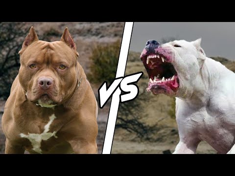 PITBULL VS DOGO ARGENTINO - WHO IS MOST DANGEROUS ? [HINDI] - DOGS BIOGRAPHY