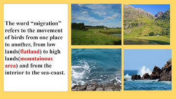 L. No. 04 -  Bird Migration - Part 01