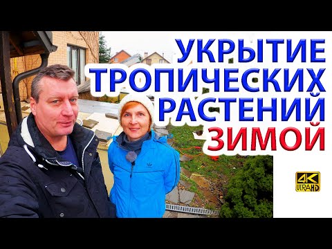 Тропические растения в нашем укрытии. Проверка зимовки.