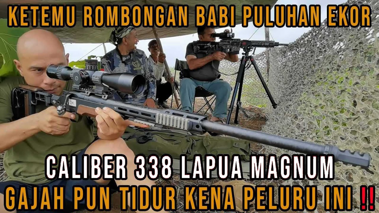 BERBURU PAKAI CALIBER 338 LAPUA MAGNUM, GAJAH PUN TIDUR KENA PELURU INI
