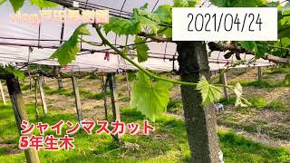 シャインマスカットの育て方 花ぶるいの原因って何 戸田果樹園の公式ホームページ