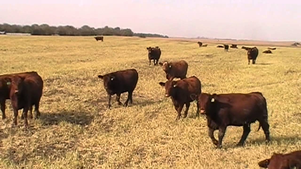 Ulmer Land & Cattle Red Heifers YouTube