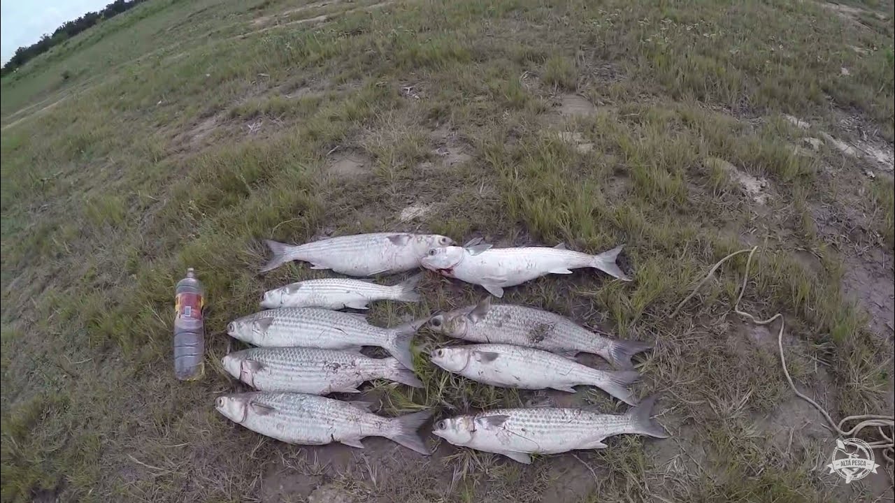 ESPECTACULAR PESCA DE LISAS !! camera iphone 8 plus apk