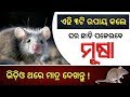 ( ମୂଷା ) - ଘରୁ ବାହାର କରିବାର ସହଜ ଏବଂ ସରଳ ଉପାୟ | How to avoid mouse at home odia