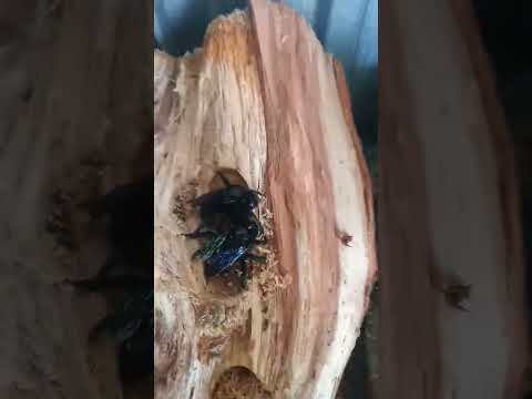 Синие пчёлы Плотник. Blue bee