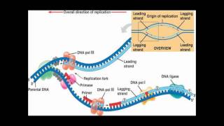 DNA Replication Song