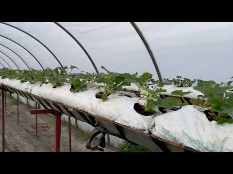 Видео: Градински ягоди Албион: описание на сорта, как се различава от ягодите, засаждане и грижи, рецензии и снимки