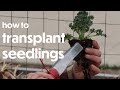 Direct Seeding versus Transplanting: Transplanting Seedlings | Farm your Yard