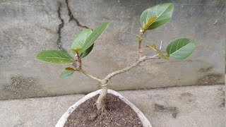 বনসাই করার পদ্ধতি / বটগাছের বনসাই (banyan tree bonsi) plants bonsai banyantree viral