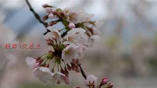 桜舞う交差点