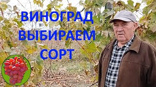 @Начинающему виноградарю  Выбор сорта винограда  Якушенко