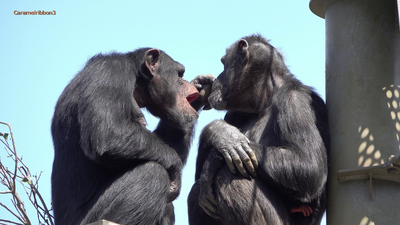 Mar 2020 Tama zoo chimps #7.3 Peach and Gin Grooming