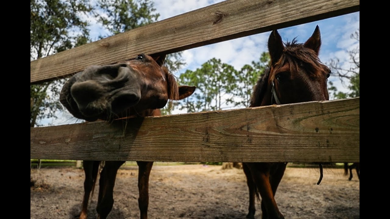 A healing refuge for horses in Ormond Beach YouTube