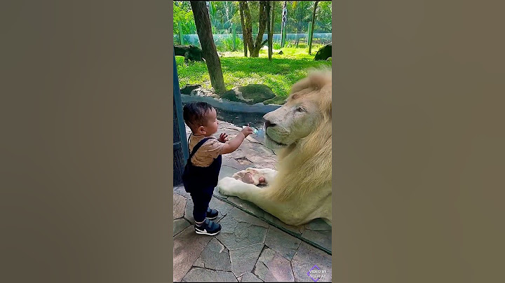 😰cute brave baby😲love wins😍a kind lion😚😚| viral @allforall2750   #shorts #youtubeshorts #youtube