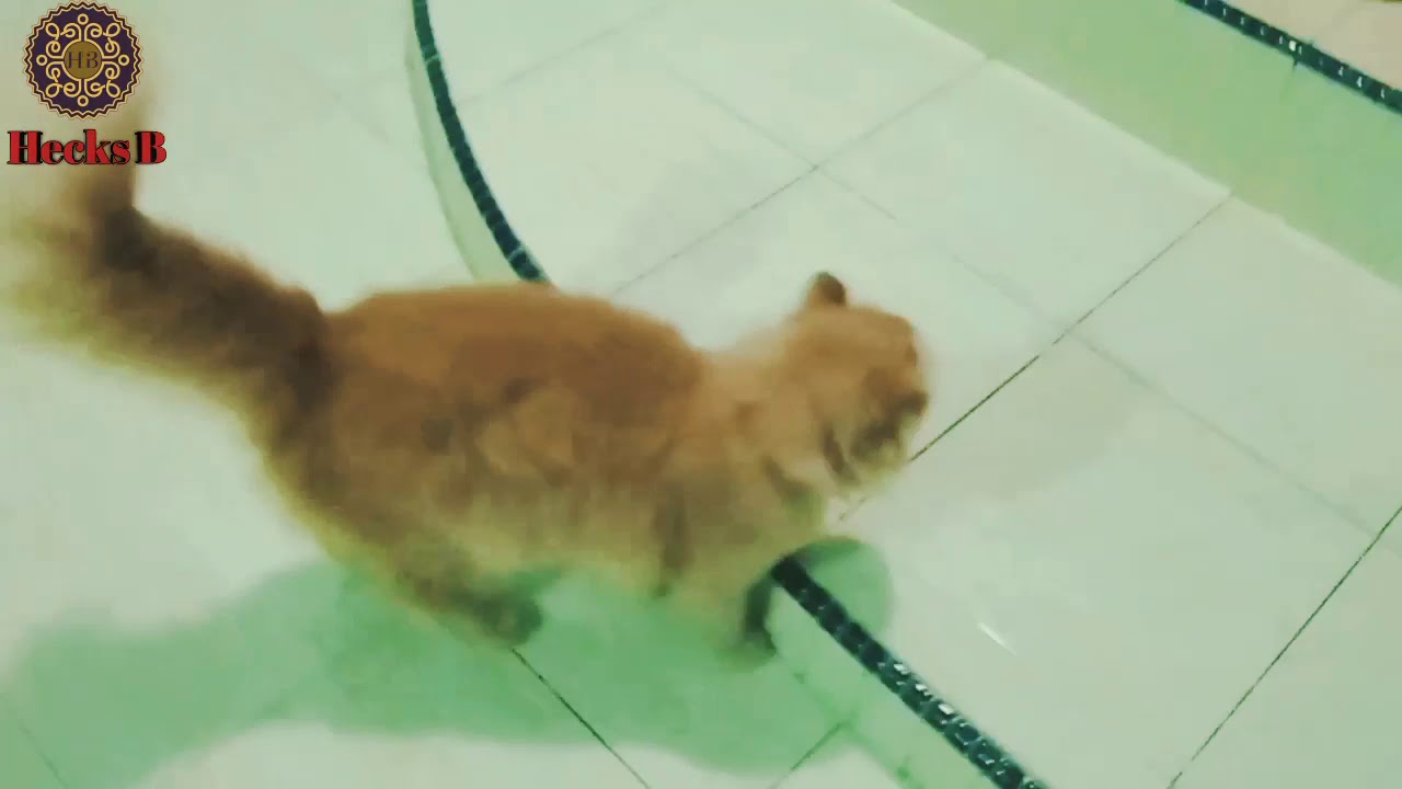 Fluffy Cat With Quivering Tail pixiey YouTube