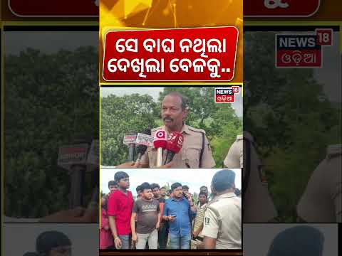 ବାଘ ଖୋଜୁଛି ବନ ବିଭାଗ ! AI Tiger Photo Goes Viral in Jajpur | Forest Department Searches for Tiger