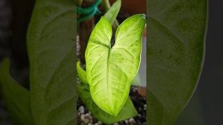 SECRET to finding houseplant pests.?