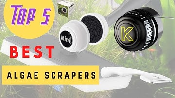 The Best Algae Scrapers Review 2021