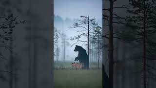 Дружба между медведем и волчицей 🐻🐺