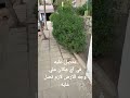 لازم نصل عليه وليدتيتو