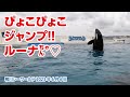 ぴょこぴょこジャンプ！ルーナちゃん【2023年6月6日】鴨川シーワールド