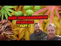 Full Moon Japanese Maples Part 5 | Acer Shirasawanum Saturday Showcase |