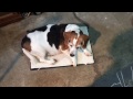Keep Your Dog Warm In The Garage or Outdoors With a Heated Pet Pad Keep Your Dog Warm In The Garage or Outdoors With a Heated Pet Pad