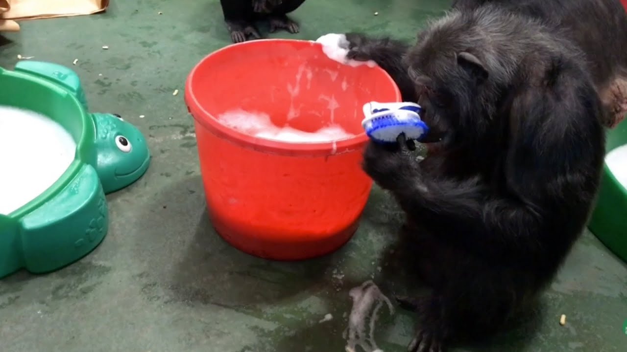 Chimpanzee Kareem Scrubs Cares Away