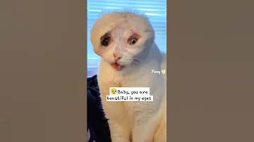 😿#sad Poor stray cat with scar was adopted and loved no matter how she looks like🥹 #cat