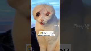 😿#sad Poor stray cat with scar was adopted and loved no matter how she looks like🥹 #cat screenshot 4