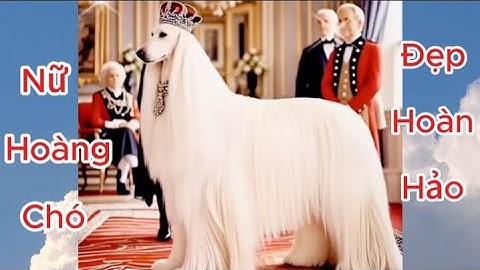 Cười rụng rốn với những tình huống hài hước của thú cưng - Video về Mèo, Chó, Động vật, Phần 13