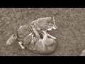 Alpha & Omega: Wolf Dominance Behaviour / Dominanzverhalten / Fighting, submission, cooperation