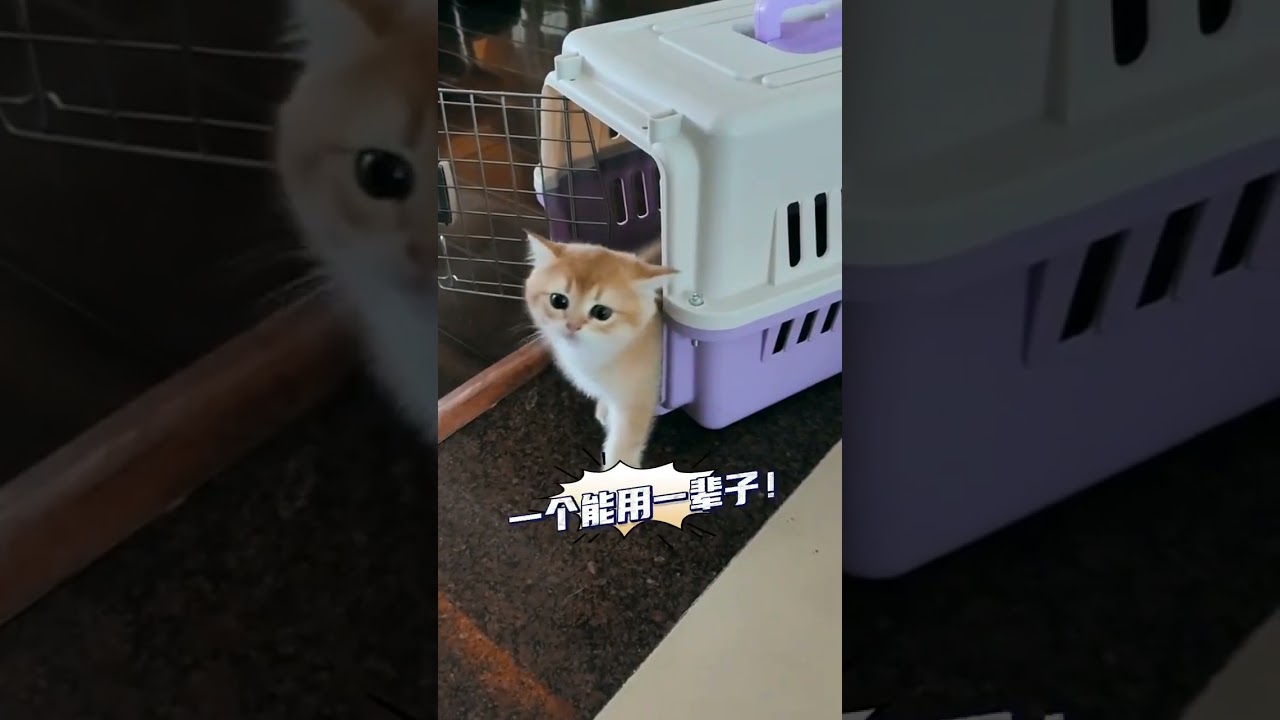 Lightning protection Internet-famous cat harm product THIS IS cat abuse...