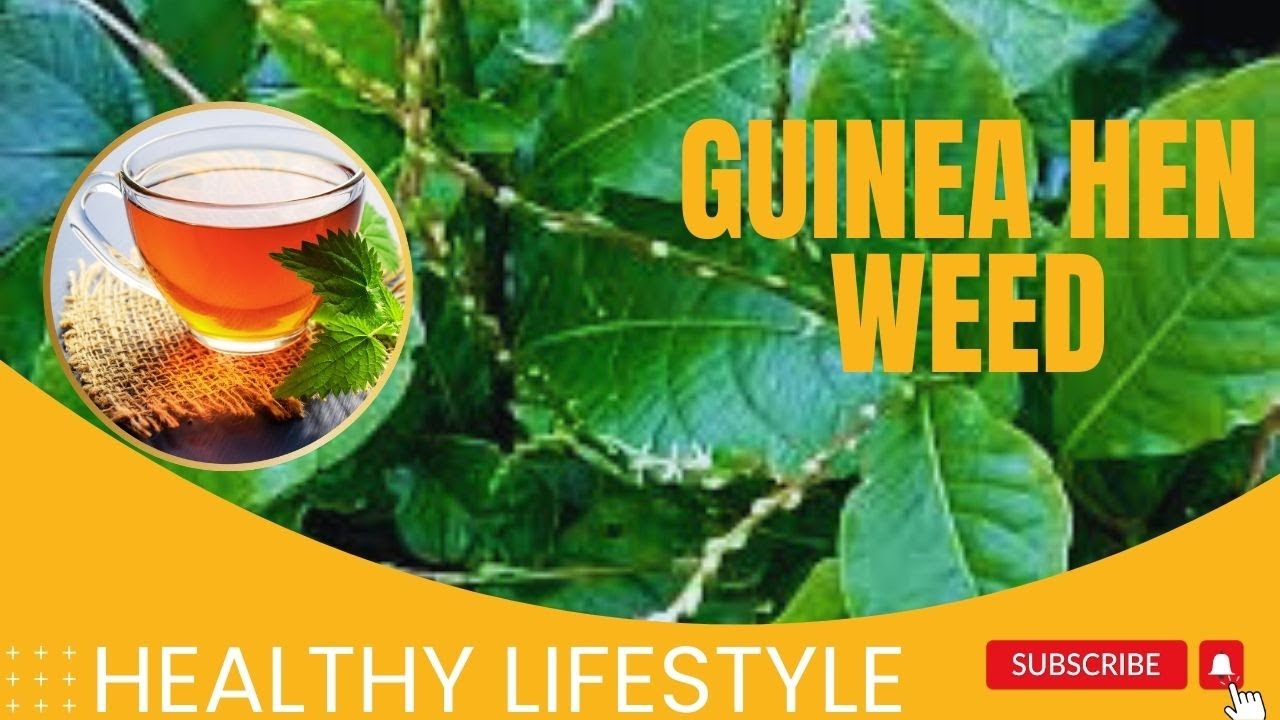 Guinea Hen Weed Health Benefits and Usage