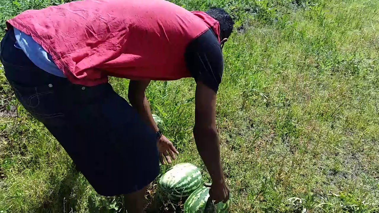 Watermelon trip # 2. - YouTube