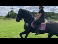 My friesian horse Oscar/ Jumping friesian horse/  мой фриз/ фризская лошадь/конный спорт