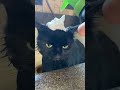 Shower me hooman #cats #catsoftiktok #catlovers #catvideo #fypシ #fyp #foryou #foryoupage #shorts