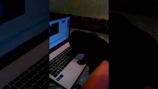 Прикол а КОТЕНОК ЗА КОМПЬЮТОРОМ смотрите сами шотландская вислоухая кошка Прикол а КОТЕНОК ЗА КОМПЬЮТОРОМ смотрите сами шотландская вислоухая кошка