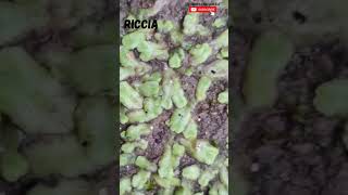 Riccia Habitat | Liverwort #plantscience4u