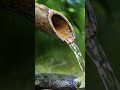 清流 (seiryū) • Bamboo Water Lotus • Clear Flow Serenity