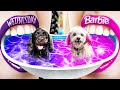 Barbie vs mercredi addams on construit un mini parc aquatique pour les animaux de compagnie