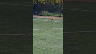 Rooster at the soccer field just before the match