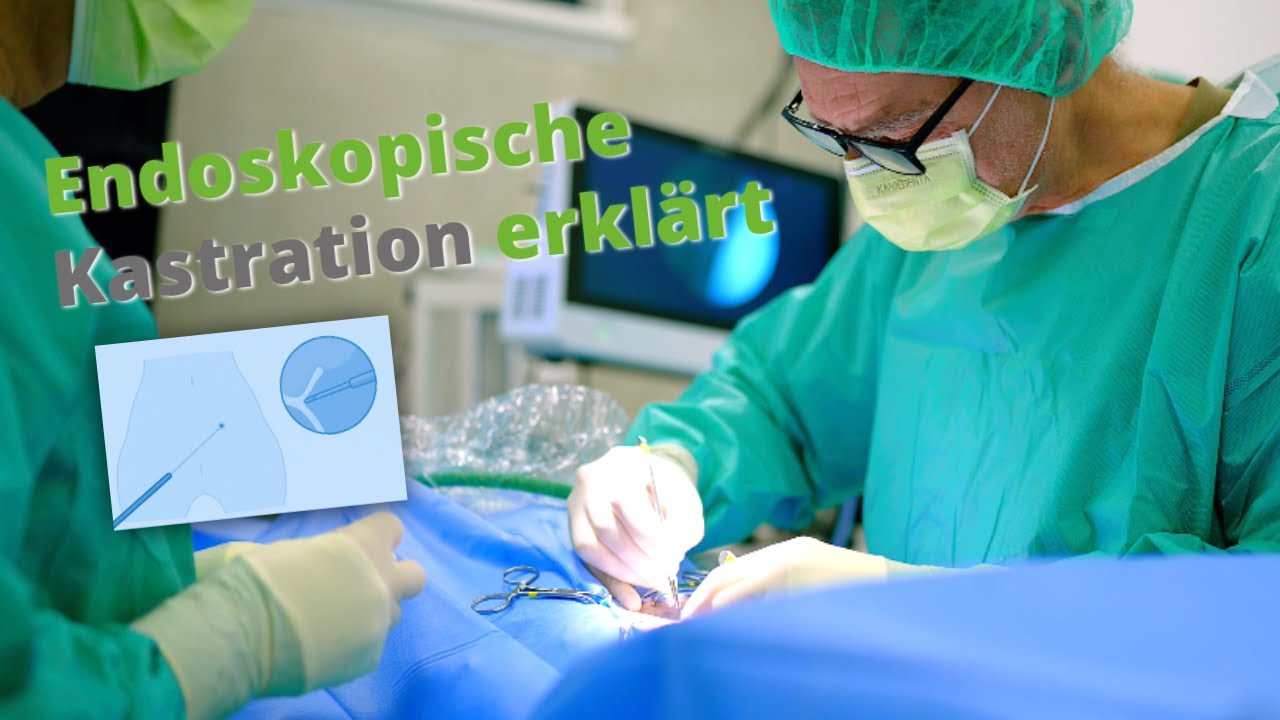 Fabelhafte Kastration Rude Ablauf Fotos
