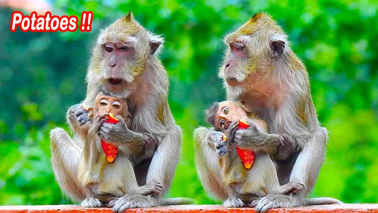 Appetite Vegas Eating Potatoes With Her Blind Vigo But Always Mom Vegas Never Share Forage To Vigo